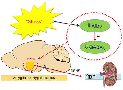 Potential Therapeutic Use of Neurosteroids for Hypertension